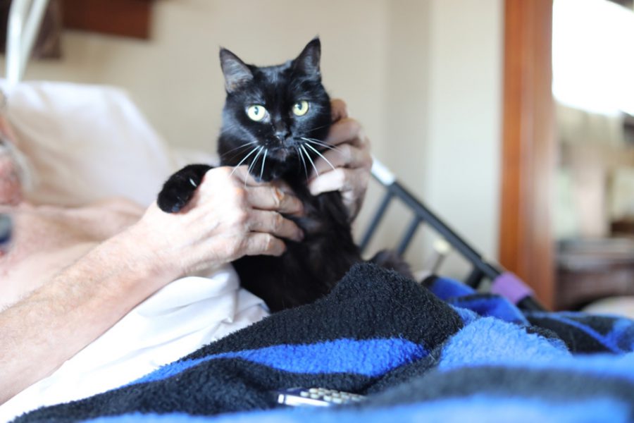 SponsoraPet this Holiday Season! » LifeCare Alliance