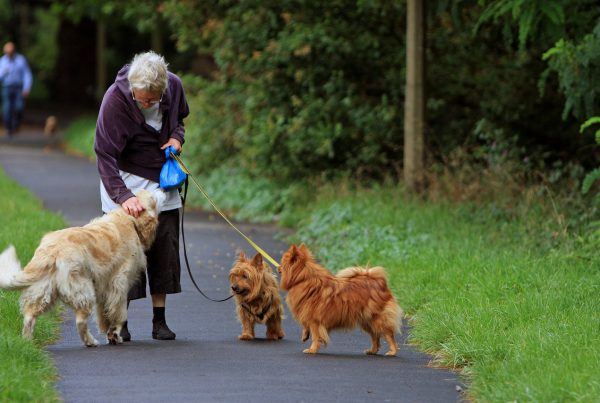 Woman walking dogs