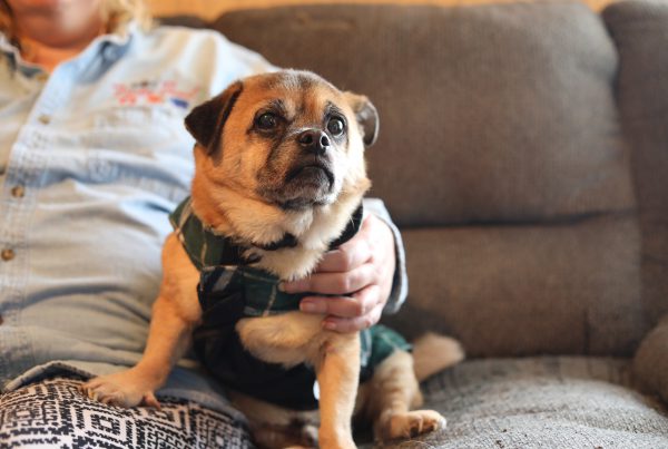 Willie the dog looking across the camera
